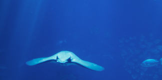 L’evoluzione della tenuta sottomarina